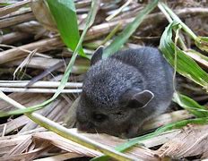 Image result for Baby Black Meadow Vole