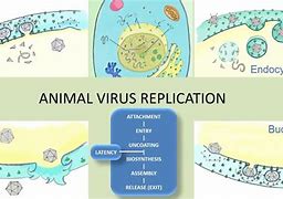 Image result for Aquareovirus