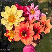 Image result for Apple Blossom Dahlia