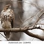 Image result for Juvenile Red-tailed Hawk