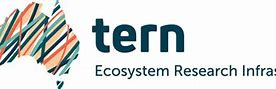 Image result for Tern