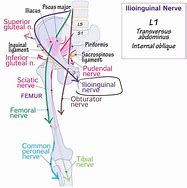 Image result for Ilioinguinal Nerve Sensory