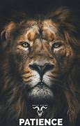 Image result for Motivational Lion Quotes Wallpaper