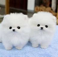 Image result for Very Cute Doggos