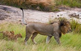 Image result for Lion Protecting Cub