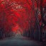 Image result for Sad Red Tree