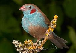 Image result for Waxbill Finch Nest