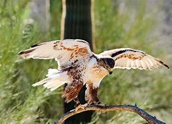 Image result for Ferruginous Hawk