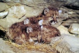 Image result for Mountain Lion Kittens