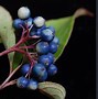 Image result for Cornus Amomum