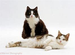 Image result for Fat Cat White Background