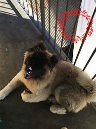 Image result for Long Hair Akita