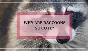 Image result for Raccoons Are Cute