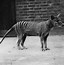 Image result for thylacine extinction photos