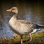 Image result for Greylag Goose Egg Roll