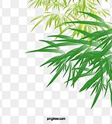 Image result for Gambar Daun Bambu