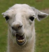 Image result for lama animal