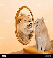 Image result for Cat Mirror Sees Lion