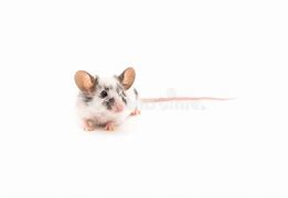 Image result for Fancy Mouse White Background