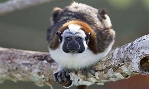 Image result for Panama Native Animals