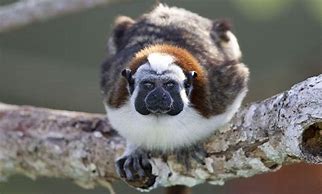 Image result for Panama Mammals