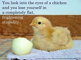 Image result for Chicken Joy Qoute