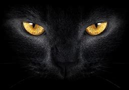 Image result for black cat eyes wallpaper