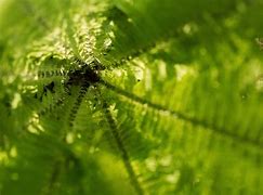 Image result for Lady Fern Up Close