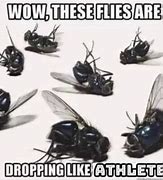 Image result for Fly Meme