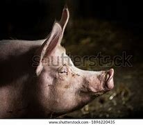 Image result for Pig Front Profile