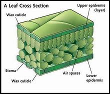 Image result for Plant Cuticle