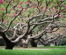 Image result for Sahra Pics with Trees