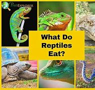 Image result for Reptiles Diet