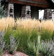 Image result for Karl Foerster Grass with Clear Background