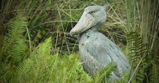 Image result for Shoebill Pokemon