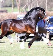 Image result for Welsh Cob Hoof