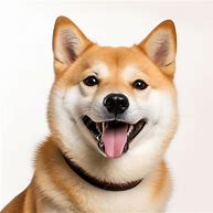 Image result for Human Smiling with Dog