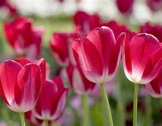 Image result for Think Spring Screensavers