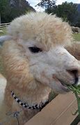 Image result for Farm Animals Lama