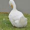 Image result for baby white ducks names