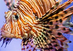 Image result for Lionfish Sea Monster