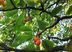 Image result for Identify Cherry Tree