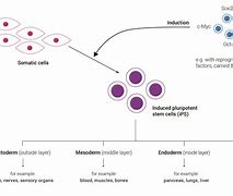 Image result for Dividing Cell and Non-Dividing Cells