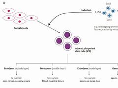 Image result for Dividing Cell and Non-Dividing Cells