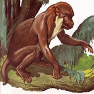 Image result for Aegyptocetus