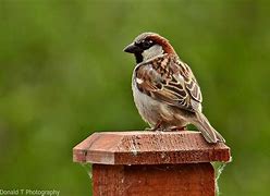 Image result for Male House Sparrow Bird