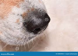 Image result for Dog Nose Close Up