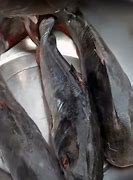 Image result for Kandla Fish