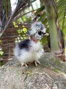 Image result for Chocolate Mottled Silkie Chicks