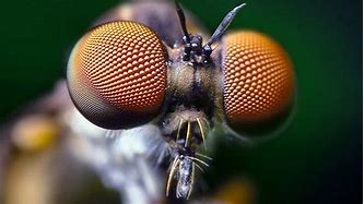 Image result for Fly Eyes